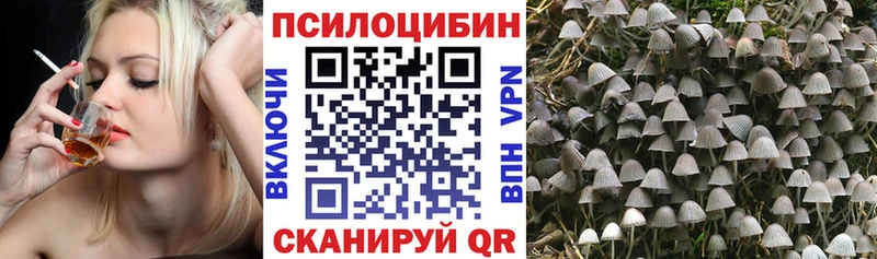 Псилоцибиновые грибы Psilocybe дарнет шоп Волхов